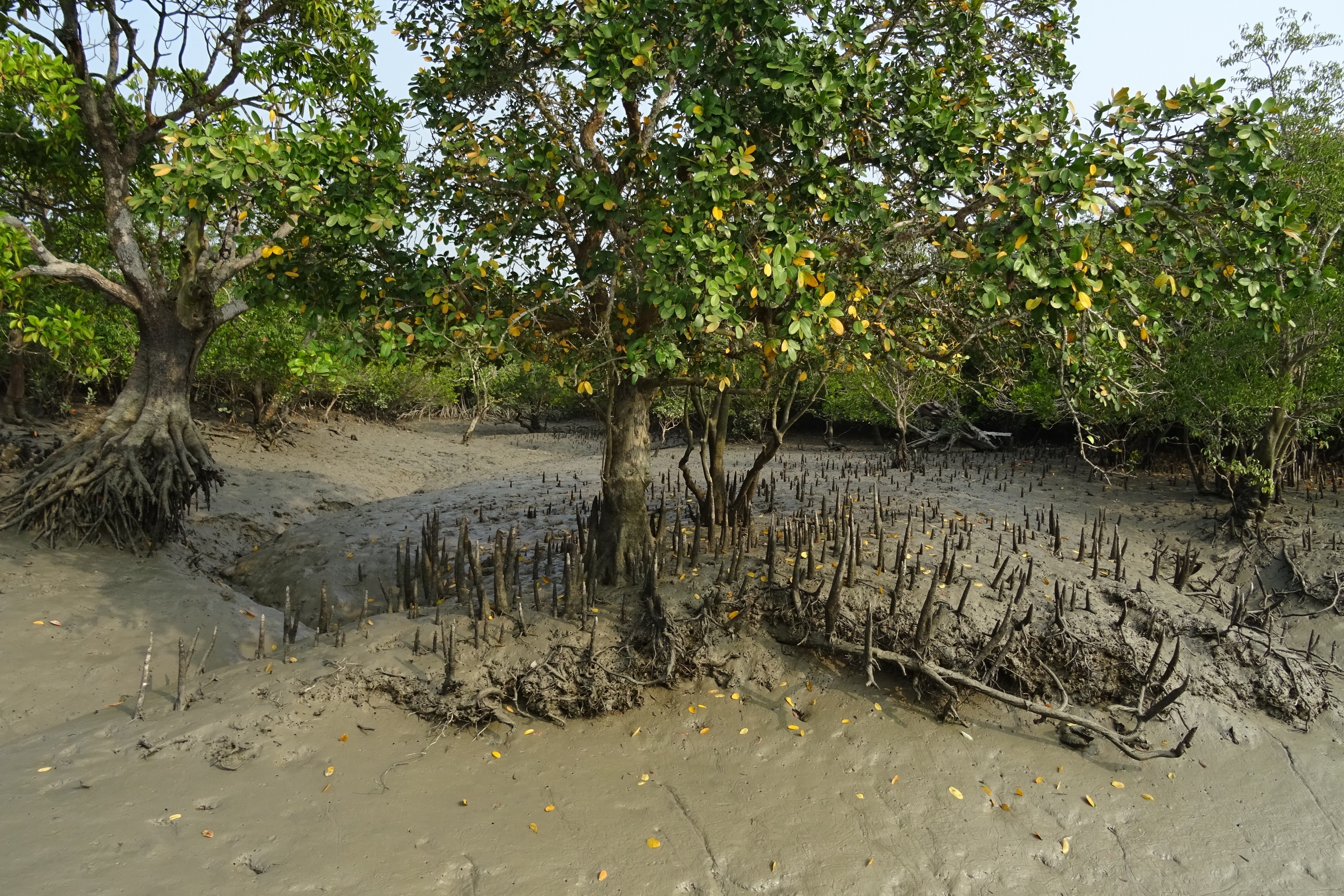 Болотистое дерево. Мангровые заросли Сундарбан. Дыхательные корни мангры. Мангровые растения корни. Воздушные корни мангровых деревьев.