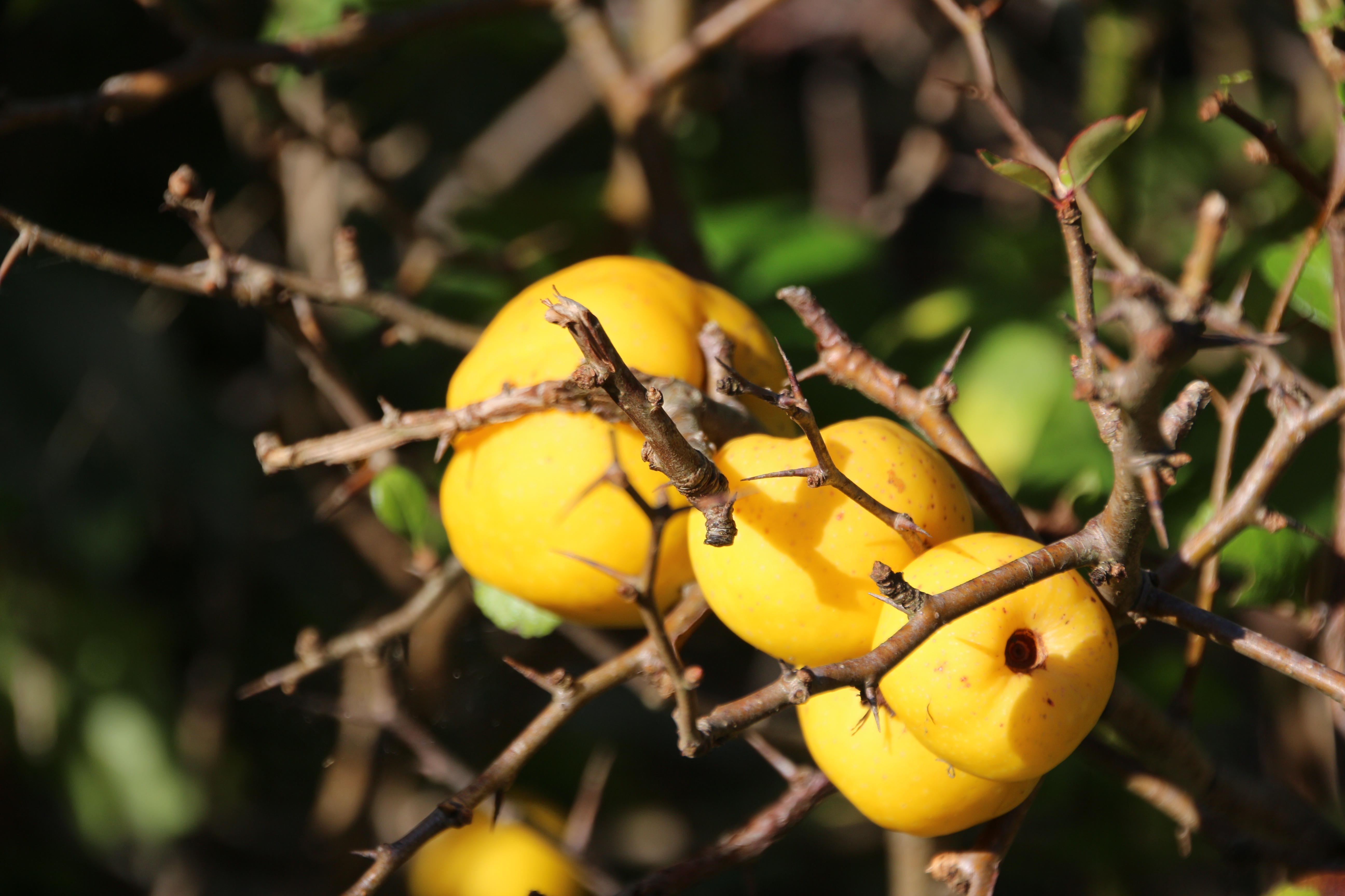 Плоды бывают красные и желтые. Дерево с желтыми плодами. Маленькие желтые плоды. Дерево плоды похожие на лимон. Лимонник кустарник с желтыми плодами.