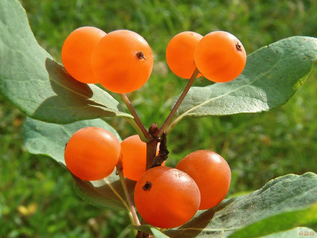 К к 8 букв растение. Жимолость оранжевая. Паслен кустарник ягоды оранж.. Жимолость куст оранжевые ягоды. Жимолость с оранжевыми ягодами.