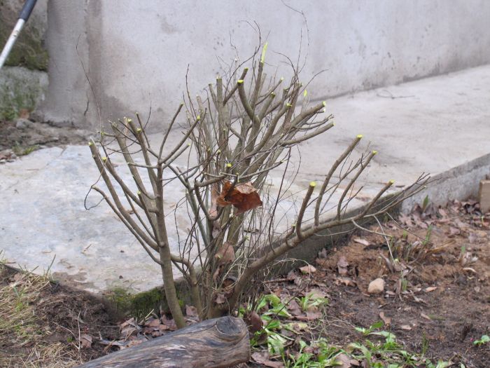 Лаванда уход весной после зимы в открытом