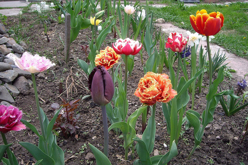 Пересадка тюльпанов весной на другое место