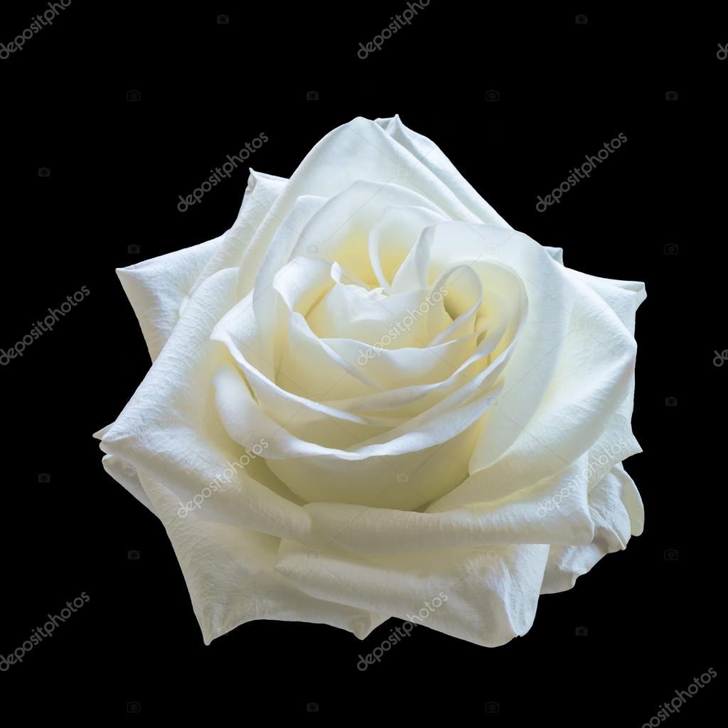 Роза белая искусственная на черном фоне