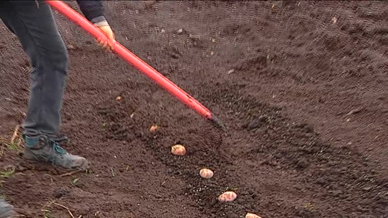 Зеленая земля в огороде что делать. Метод Фокина посадки картофеля. Чертилка Фокина для посадки картофеля.