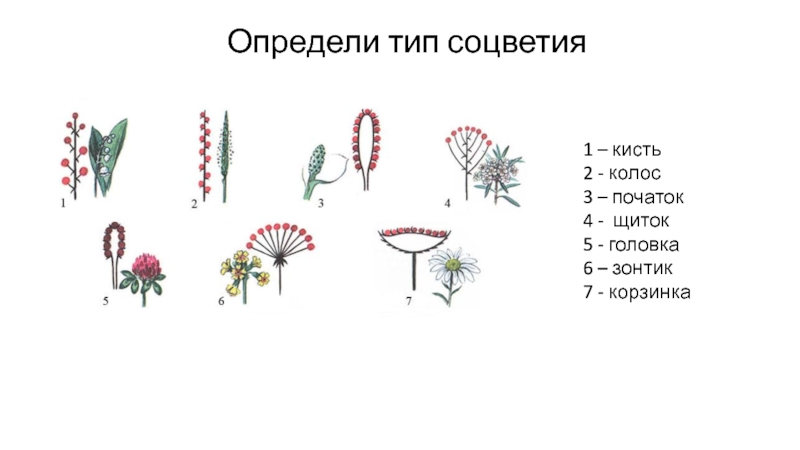 2 соцветия. Соцветия кисть зонтик початок головка. Соцветие полузонтик. Соцветие корзинка початок головка. Соцветия початок кисть щиток.