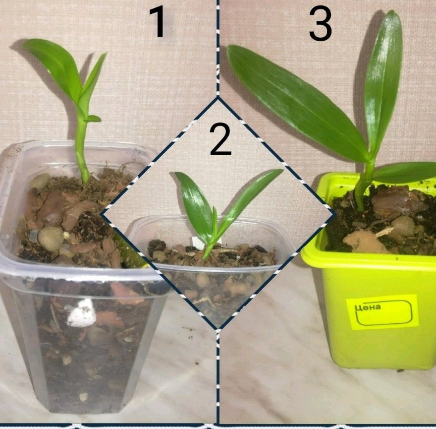 Маленькая пересадка. Орхидея Дендробиум отросток. Орхидея Дендробиум вырос отросток. Орхидея Дендробиум почва. Орхидея Дендробиум грунт.