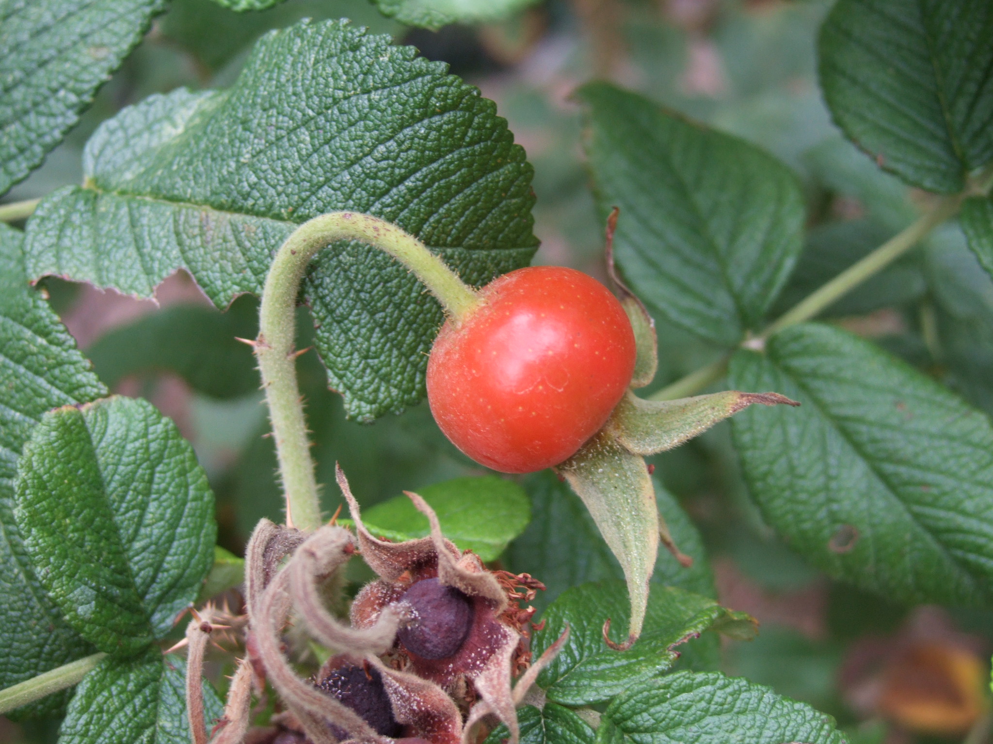 Выращивание шиповника. Rosa rugosa Alba. Саженцы шиповника. Белый шиповник куст.