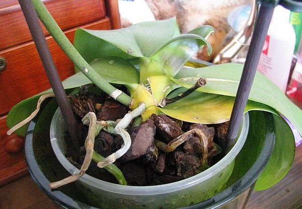 Орхидея потеряла листья что делать. Орхидея фаленопсис завядающее. Меристема у орхидеи. Орхидея фаленопсис вянут листья. Вялые листья у орхидеи.