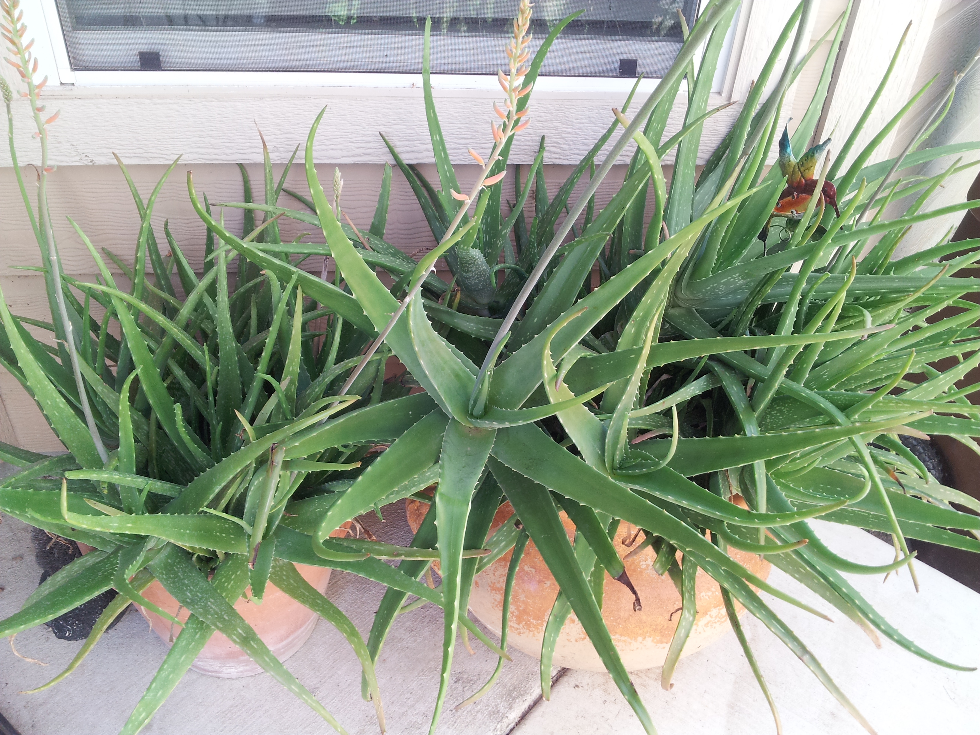 Алоэ зимой. Aloe variegata алоэ. Пересаживание алоэ. Красиво вырастить алоэ. Алоэ размножение.