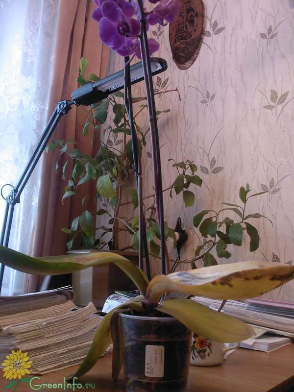 Почему орхидея вянет и что делать. Орхидея фаленопсис завядающее. Увядшая Орхидея. Орхидея завяла. Цветки орхидеи которая завяла.