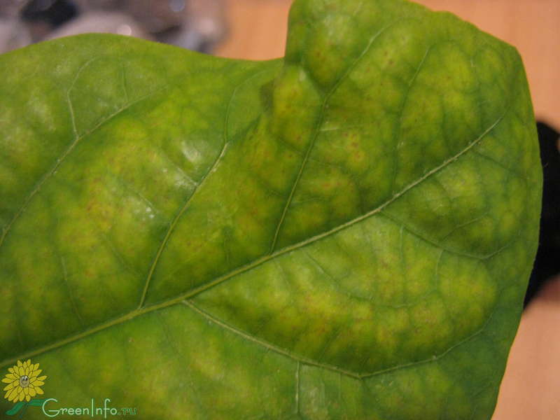 На листьях перца появились коричневые пятна что делать фото