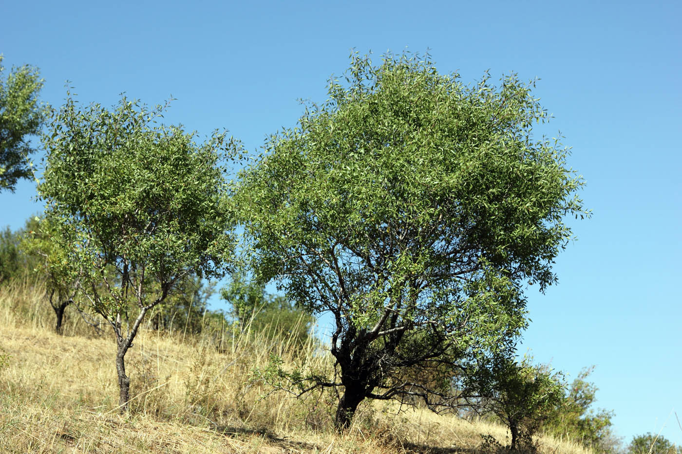 Деревья в ташкенте. Миндаль растение Плантариум. Amygdalus communis l. Деревья Узбекистана.