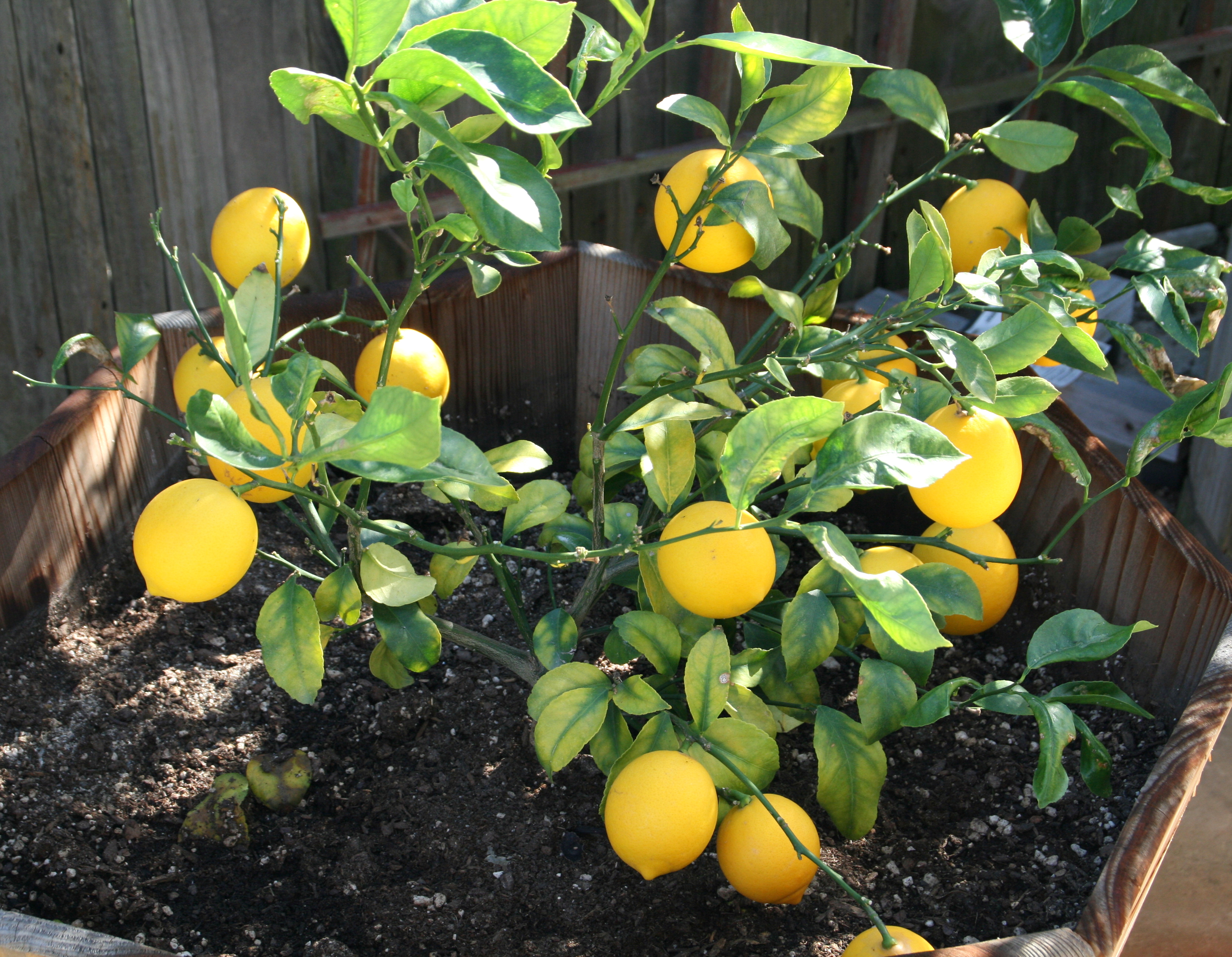 Как ухаживать за лимонами за начинающими. Лимонное дерево Мейера. Лимон сорт Мейер. Лимонное дерево Майер. Комнатный лимон Мейера.