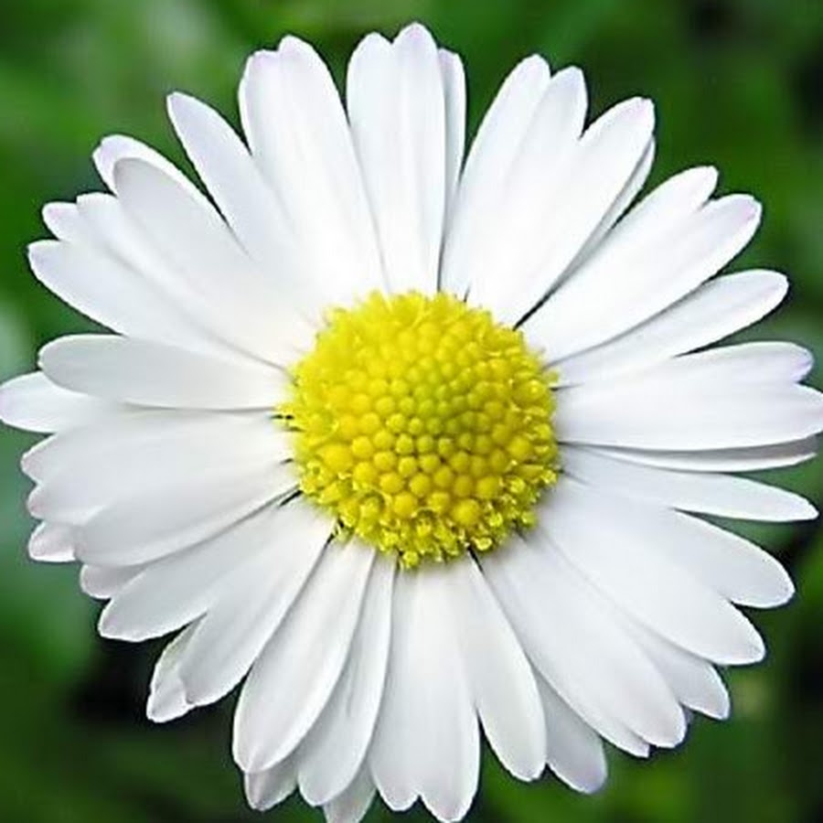 Anthemis Nobilis