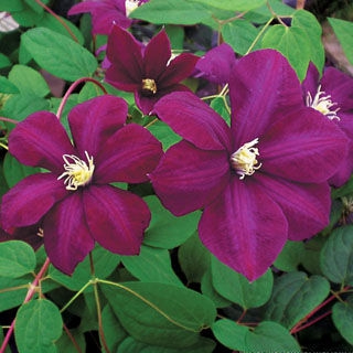 Клематис крупноцветковый «Рапсодия» фиолетовый, не укрывной, цветение на новых побегах.