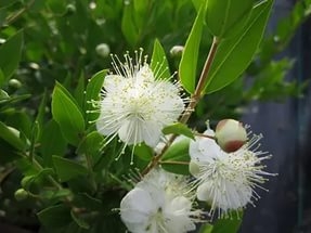  Мирт обыкновенный (Myrtus communis)