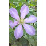 Клематис крупноцветковый «Пинк» розовый, не укрывной, цветение на новых побегах.