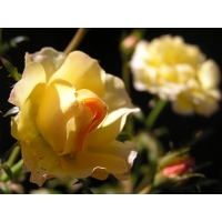Роза почвопокровная  Йелоу Фэйри (желтая)