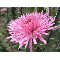 Хризантема Линда розовая