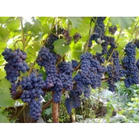 Виноград «Ливадийский черный»