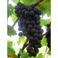 Виноград «Медина»