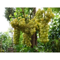 Виноград «Солярис»