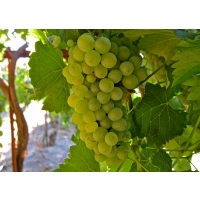 Виноград «Совиньен блан»