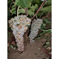 Виноград «Ликерный»