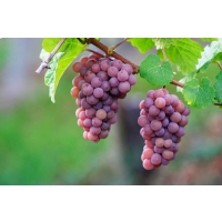 Виноград «Гевюрцтраминер» (Траминер розовый)