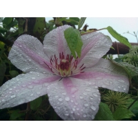 Клематис крупноцветковый «Вайс» не укрывной, цветение на новых побегах.