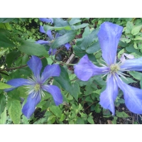 Клематис крупноцветковый «Блю» голубой, не укрывной, цветение на новых побегах.