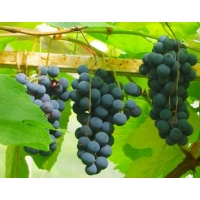 Виноград «Черныш»